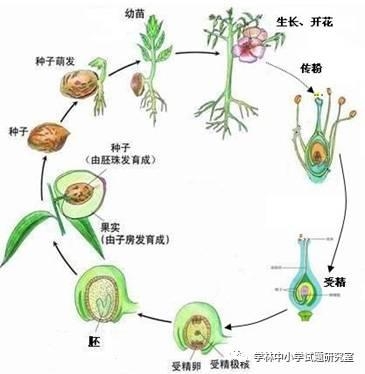 植物细胞的形状包括哪些_植物分生区细胞形状_植物细胞形状主要由什么决定