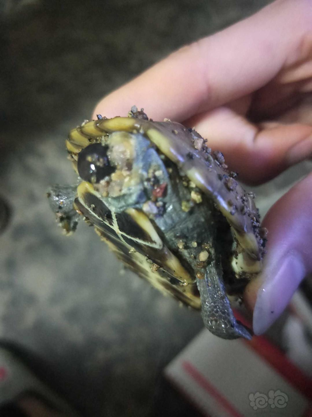 巴西彩龟尾部出现一团黑色物质 怎样防止龟互相咬尾