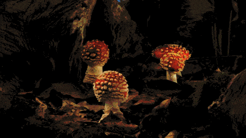 彩色的蘑菇有没有毒 有毒！
