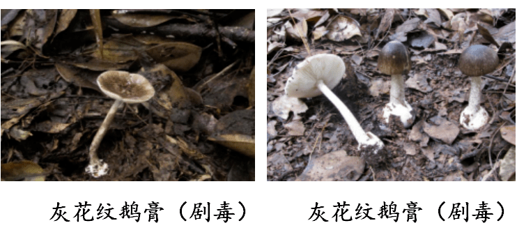 彩色的毒蘑菇_彩色的蘑菇有毒_彩色的蘑菇有没有毒