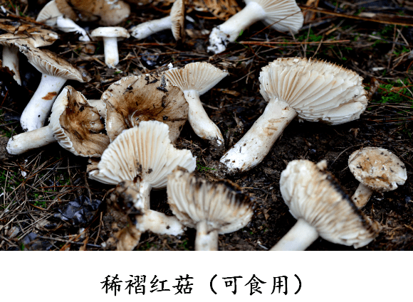 彩色的蘑菇有没有毒_彩色的蘑菇有毒_彩色的毒蘑菇