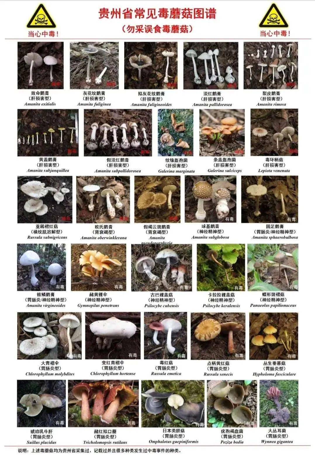 彩色的蘑菇有没有毒_彩色的毒蘑菇_彩色的蘑菇有毒