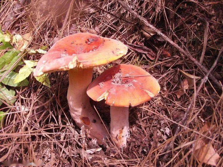 彩色的蘑菇有毒_彩色的毒蘑菇_彩色的蘑菇有没有毒