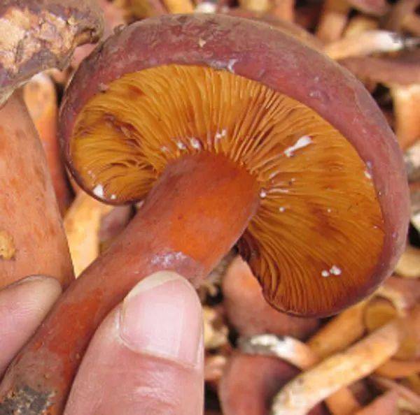 彩色的毒蘑菇_彩色的蘑菇有没有毒_彩色的蘑菇有毒