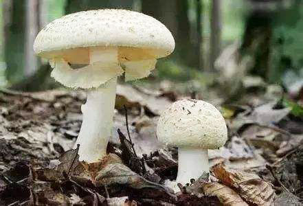 为什么彩色的蘑菇有毒一定有毒_彩色的蘑菇有毒_彩色的蘑菇有没有毒