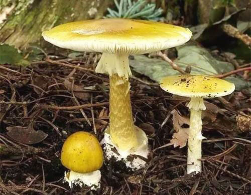 彩色的蘑菇有没有毒_彩色的蘑菇有毒_为什么彩色的蘑菇有毒一定有毒