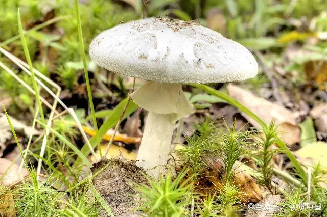 彩色的蘑菇有没有毒 怎么判断野蘑菇有没有毒？这4种土办法最好