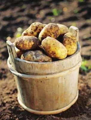 发芽的马铃薯中含有哪种有毒物质 【健康】除了土豆，还有什么发