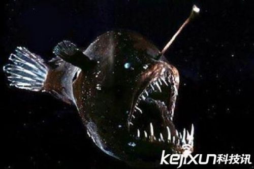 超乎想象的五大恐怖海洋怪物 石斑鱼暗藏剧毒
