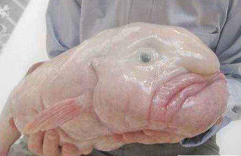 世界上什么鱼有剧毒 世界上最丑的鱼，也被评选为最忧伤的鱼