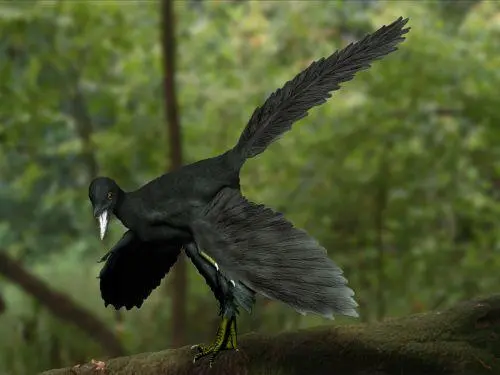 鸟类有气囊进行什么呼吸_鸟类气囊不具有的生理功能是_脊椎动物中，气囊是鸟类独有的吗