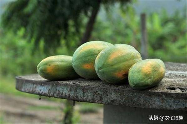 进口水果转基因编码_中国转基因水果有哪些_水果基因改良