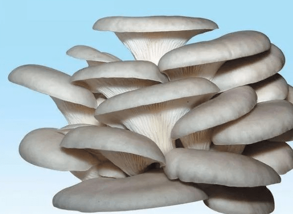 蘑菇根是什么颜色的 【食用菌表型】9种常见食用菌种的菌丝体形