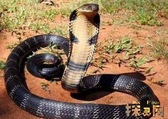 世界上没有毒性的蛇_毒性最强的蛇是什么蛇_世界最长的蛇有多少米