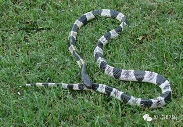 毒性最强的蛇是什么蛇_世界上没有毒性的蛇_土球子蛇毒性