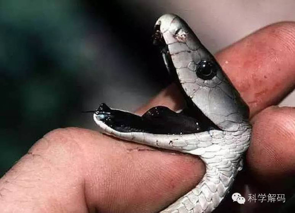 毒性最强的蛇是什么蛇_土球子蛇毒性_世界上没有毒性的蛇