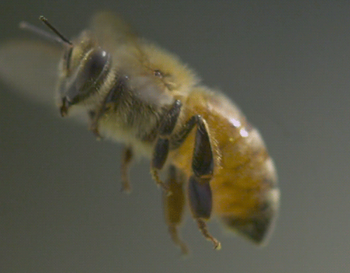 有结节能吃蜂王浆吗 有乳腺疾病或乳腺癌，能吃蜂蜜、蜂胶、蜂王