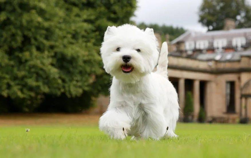 西高地犬有几种颜色 百科 | 西高地白梗，苏格兰的白色小闪电