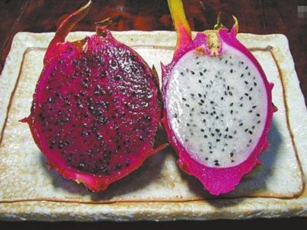 仙人掌的果实中的籽可以吃 火龙果“籽”吃完不要扔，丢进花盆里