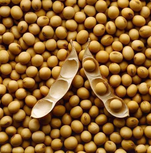 黄豆什么样是转基因的 想用粮食控制世界，让越南50万婴儿畸形