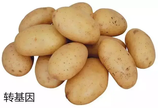黄豆转基因和非转的区别_黄豆什么样是转基因的_转基因黄豆形状